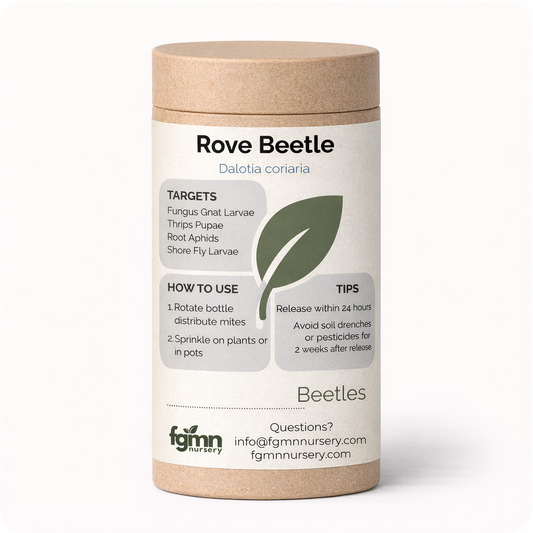 Dalotia coriaria - Rove Beetle