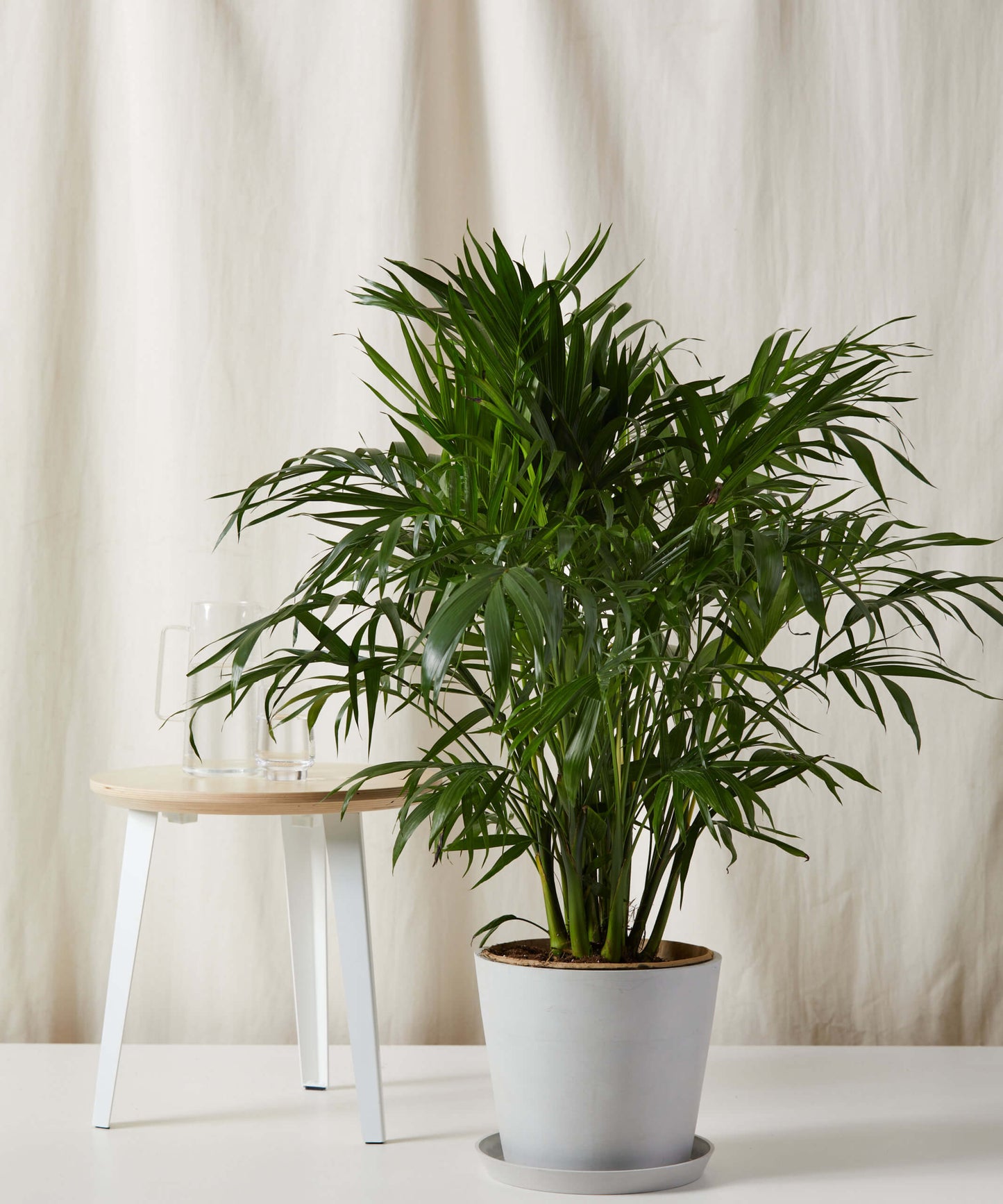 Cat Palm