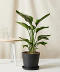 Bird of Paradise Luxe
