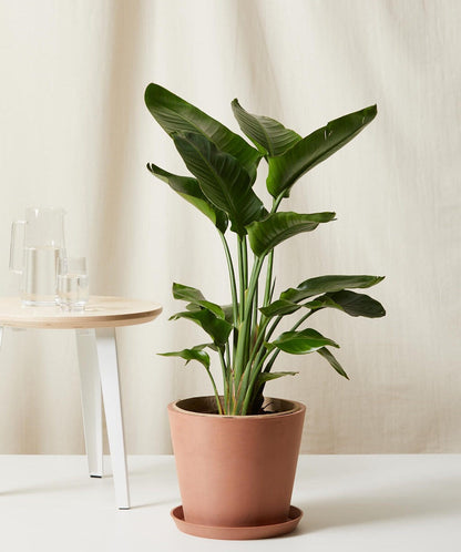 Bird of Paradise Luxe