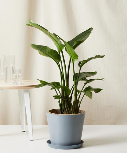 Bird of Paradise Luxe