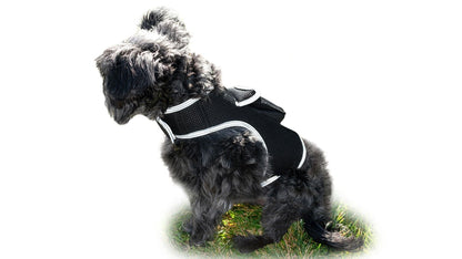 Collar Rechargeable Portable GPS Tracking Devices for Pets GSM Locator Size:XS
