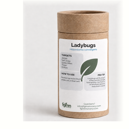 Ladybugs