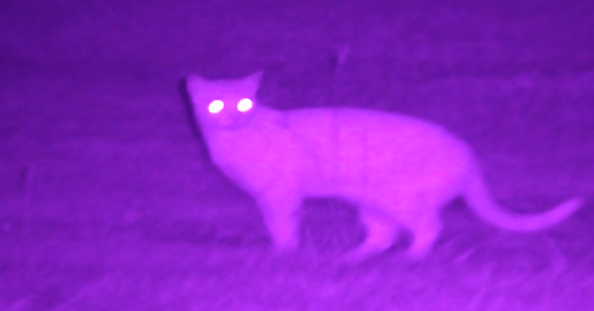 NVx7 Digital Night Sight